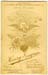 Unknown Cricketer Reverse